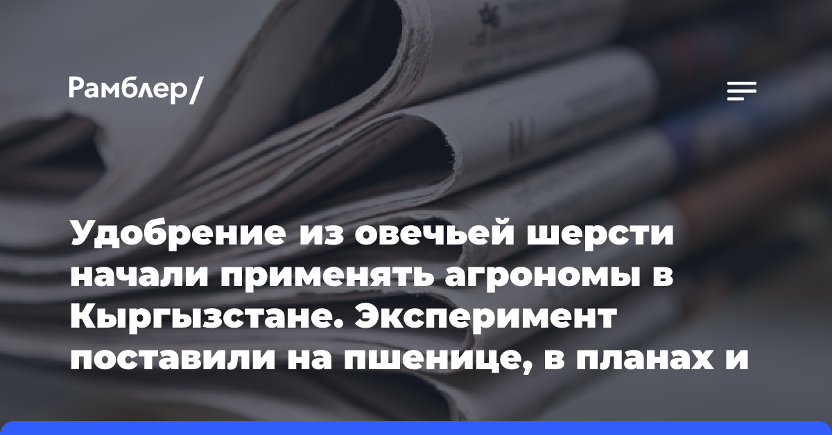 Удобрение из овечьей шерсти начали применять агрономы в Кыргызстане. Эксперимент поставили на пшенице, в планах и другие культуры