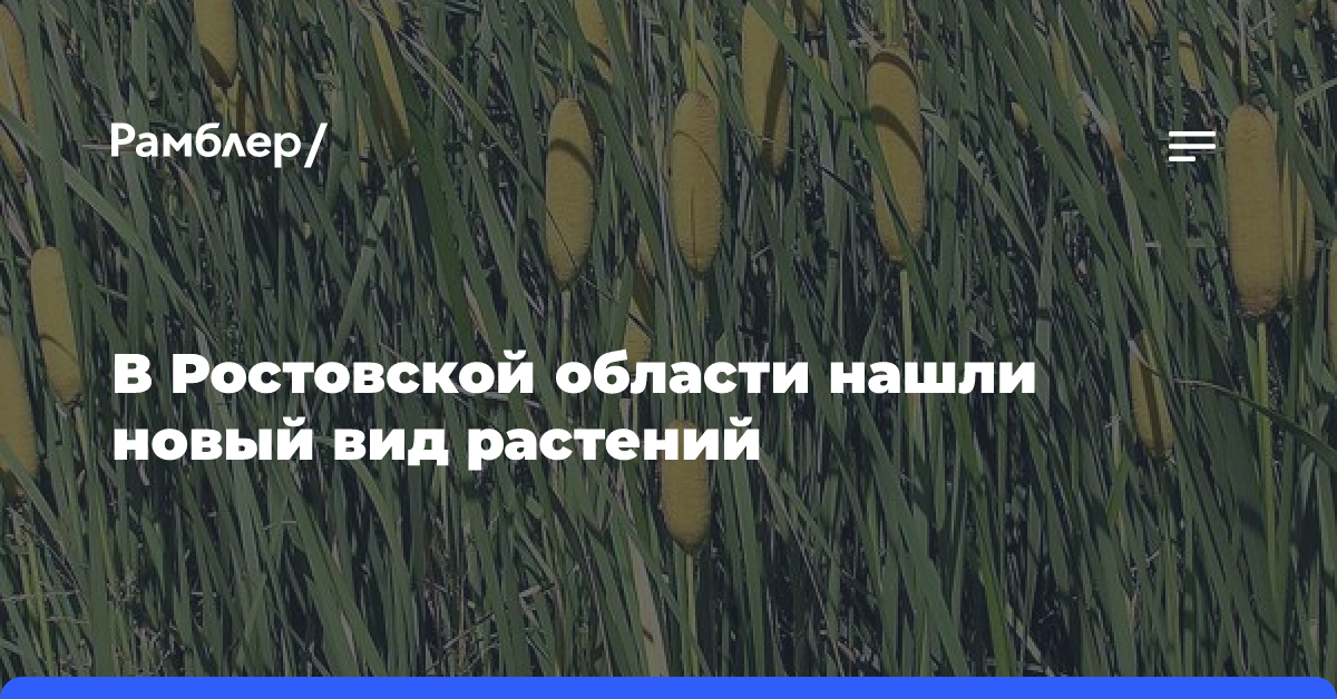 В Ростовской области нашли новый вид растения