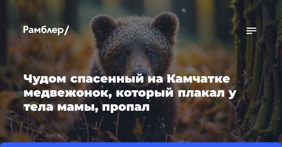 Чудом спасенный на Камчатке медвежонок, который плакал у тела мамы, пропал