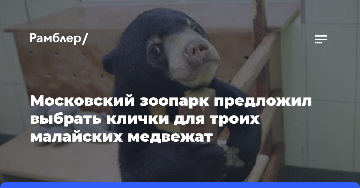 Московский зоопарк предложил выбрать клички для троих малайских медвежат