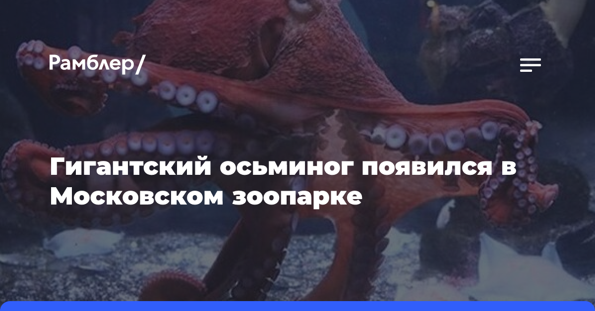 Гигантский осьминог появился в Московском зоопарке