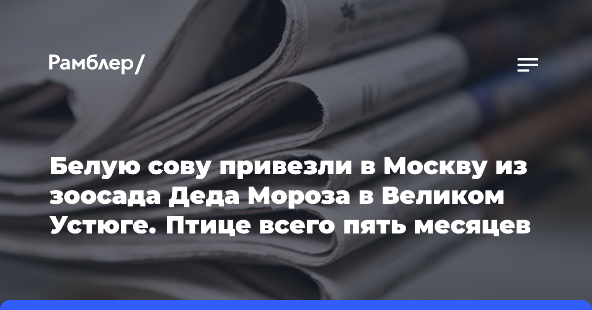 Белую сову привезли в Москву из зоосада Деда Мороза в Великом Устюге. Птице всего пять месяцев