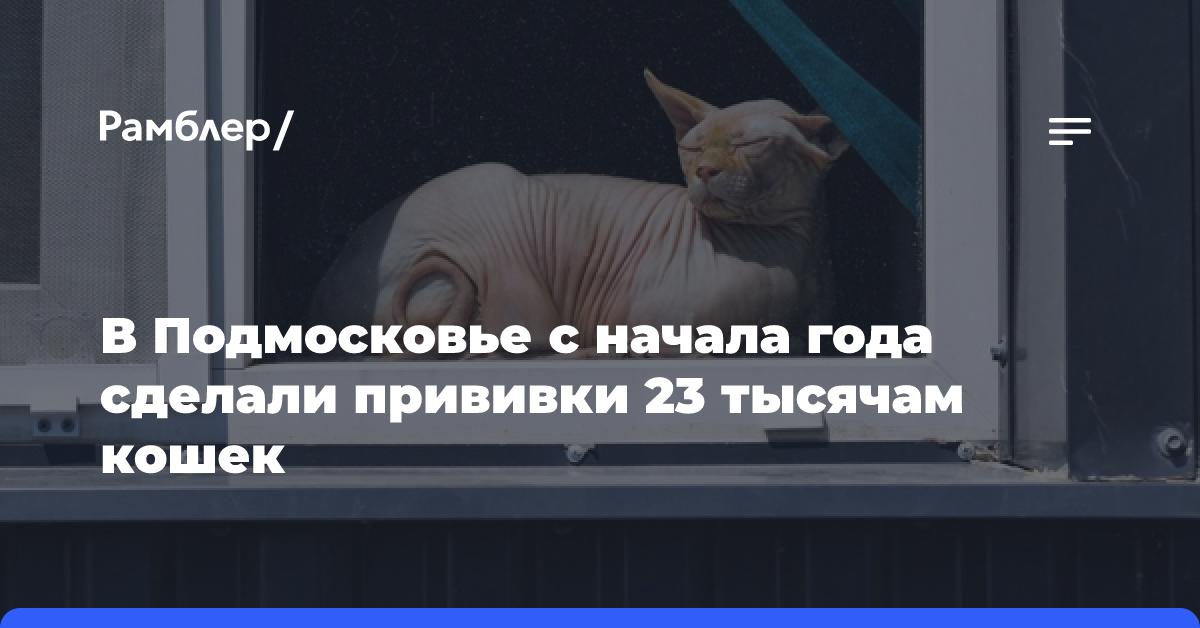 В Подмосковье привили более 23 тыс. кошек комплексной вакциной с начала года