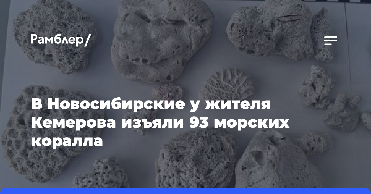 В Новосибирские у жителя Кемерова изъяли 93 морских коралла