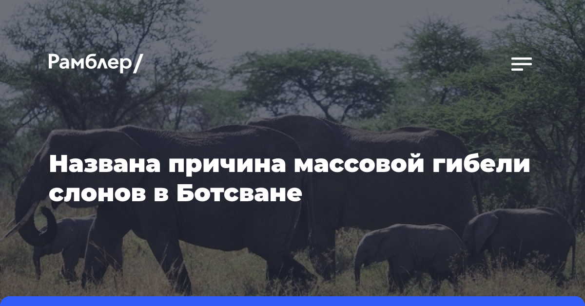 Массовая гибель слонов в Ботсване связана с проявлениями глобального потепления