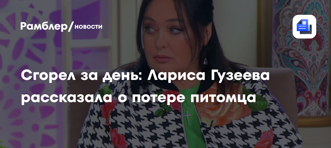 Трагедия в семье Ларисы Гузеевой: котенок Персик погиб за один день
