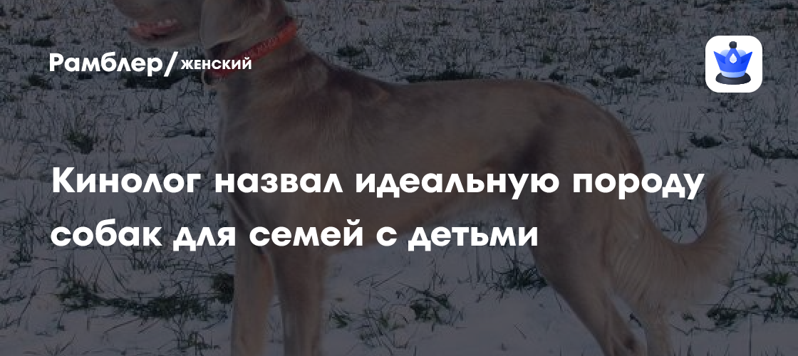 Кинолог назвал идеальную породу собак для семей с детьми - Рамблер/женский