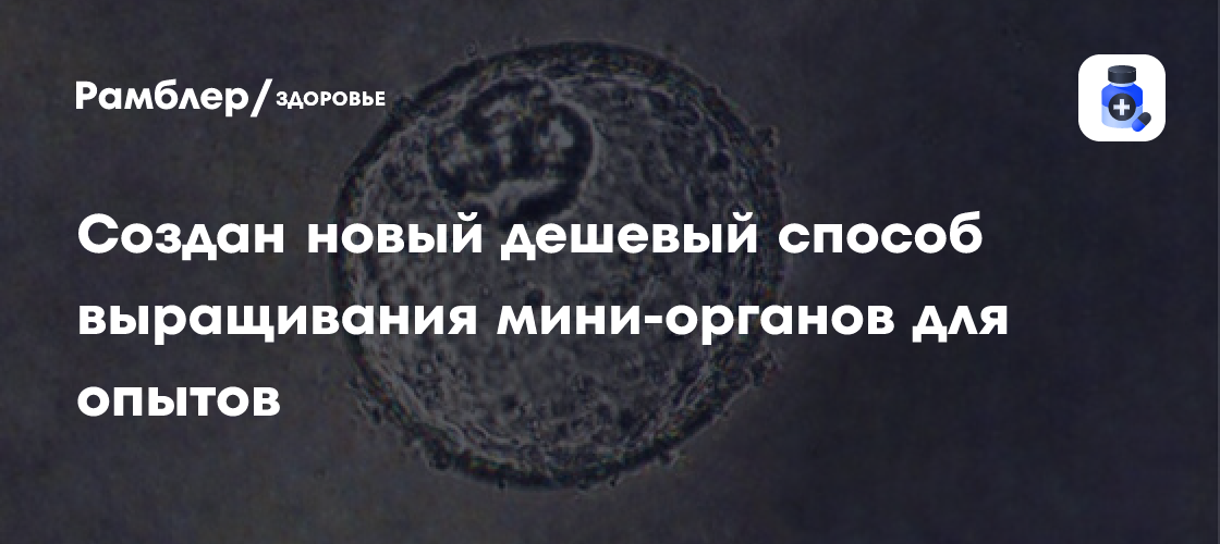 Ученые открыли белок, позволяющий выращивать миниатюрные органы в лаборатории