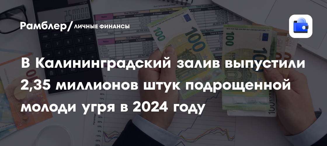 Калининградские рыбоводы отчитались, сколько молоди угря выпустили в Калининградский и Куршский заливы в 2024 году