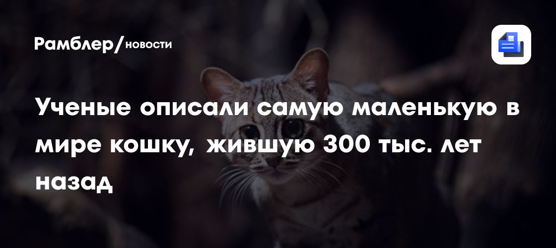 Ученые описали самую маленькую в мире кошку, жившую 300 тыс. лет назад