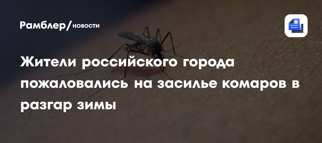 Жители российского города пожаловались на засилье комаров в разгар зимы