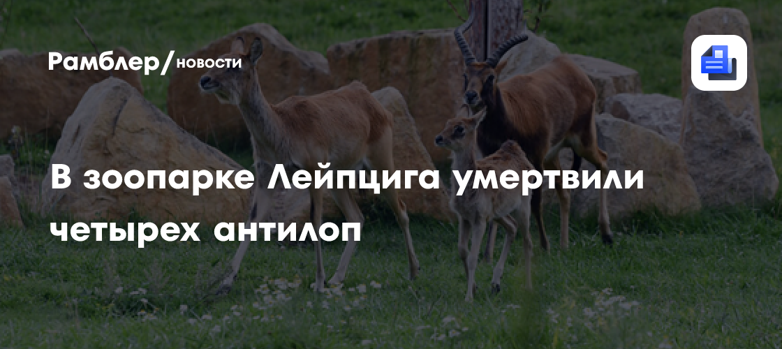 В зоопарке Лейпцига умертвили четырех антилоп