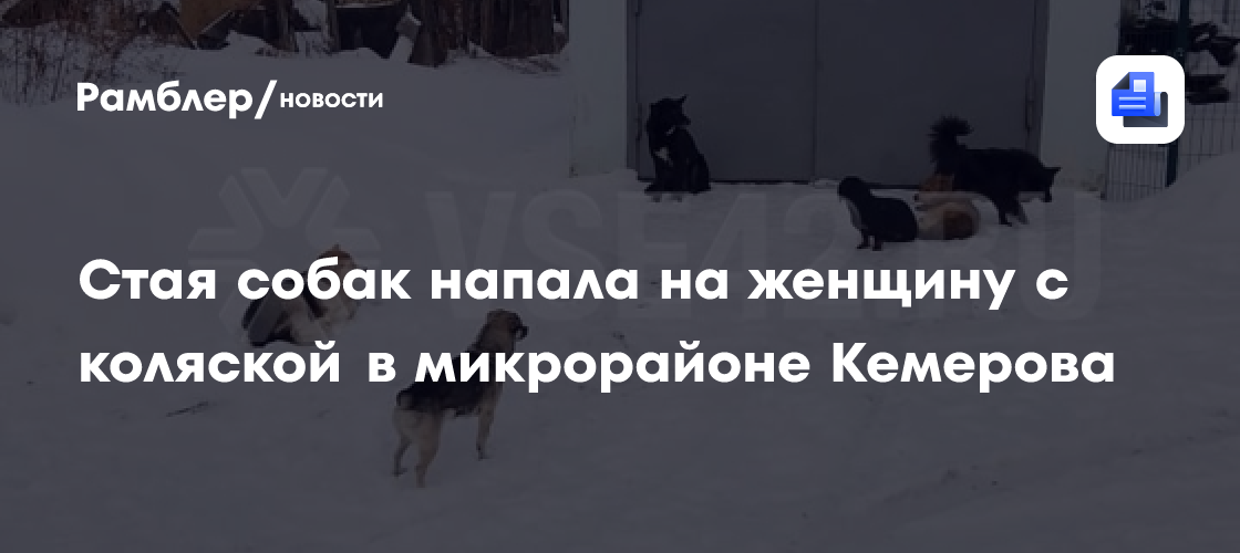 Стая собак напала на женщину с коляской в микрорайоне Кемерова