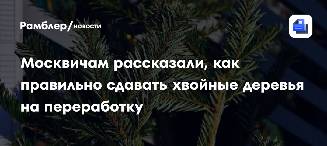 Москвичам рассказали, как правильно сдавать хвойные деревья на переработку