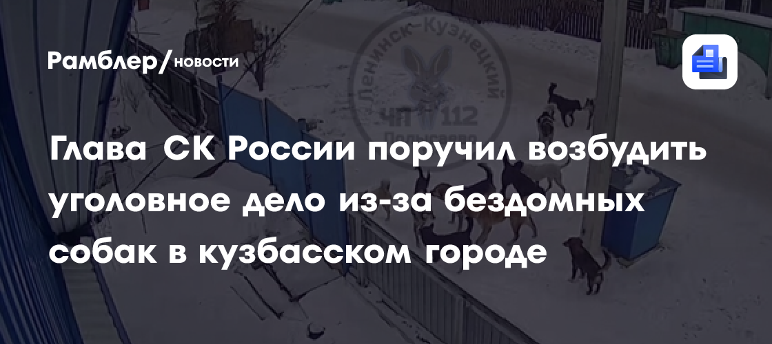 Глава СК России поручил возбудить уголовное дело из-за бездомных собак в кузбасском городе