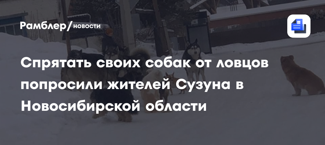 Спрятать своих собак от ловцов попросили жителей Сузуна в Новосибирской области