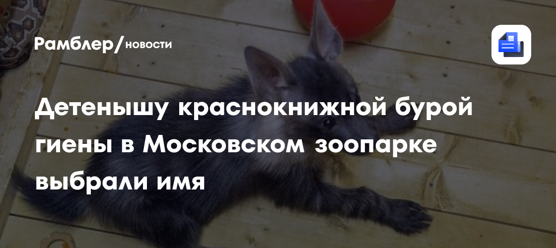 Детенышу краснокнижной бурой гиены в Московском зоопарке выбрали имя