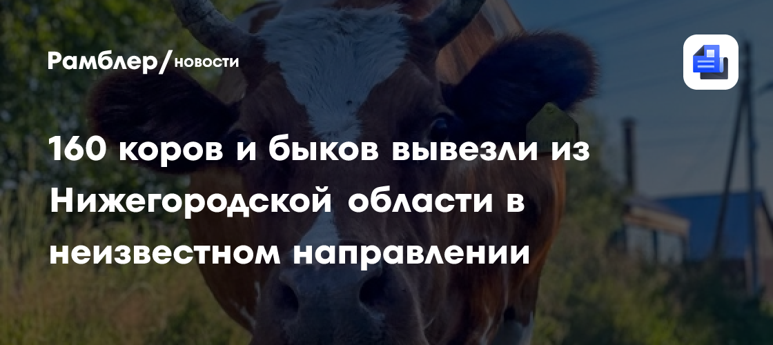 160 коров и быков вывезли из Нижегородской области в неизвестном направлении