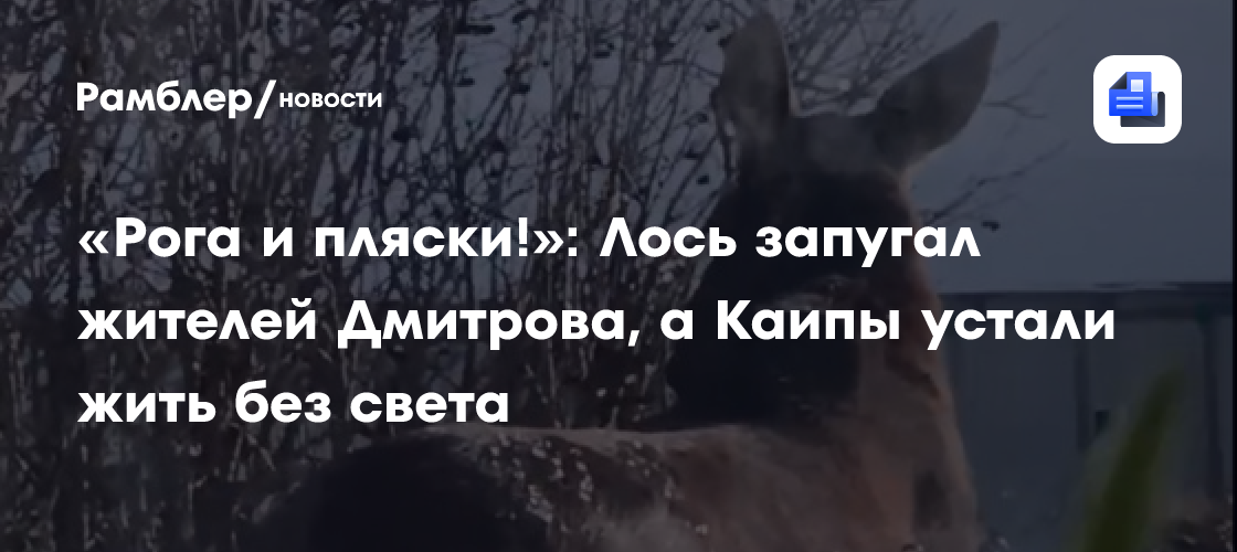 «Рога и пляски!»: Лось запугал жителей Дмитрова, а Каипы устали жить без света