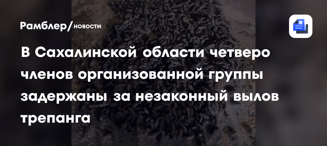 В Сахалинской области четверо членов организованной группы задержаны за незаконный вылов трепанга