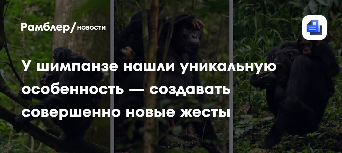 У шимпанзе нашли уникальную особенность — создавать совершенно новые жесты