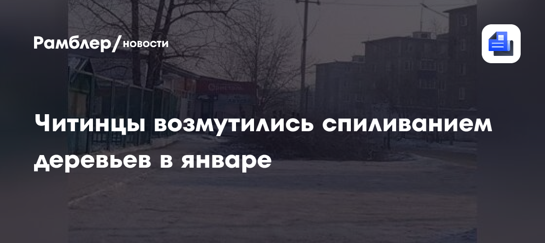 Читинцы возмутились спиливанием деревьев в январе