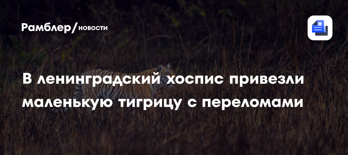 Тигренок из Нижнего Новгорода с переломами приехал на лечение в Санкт-Петербург