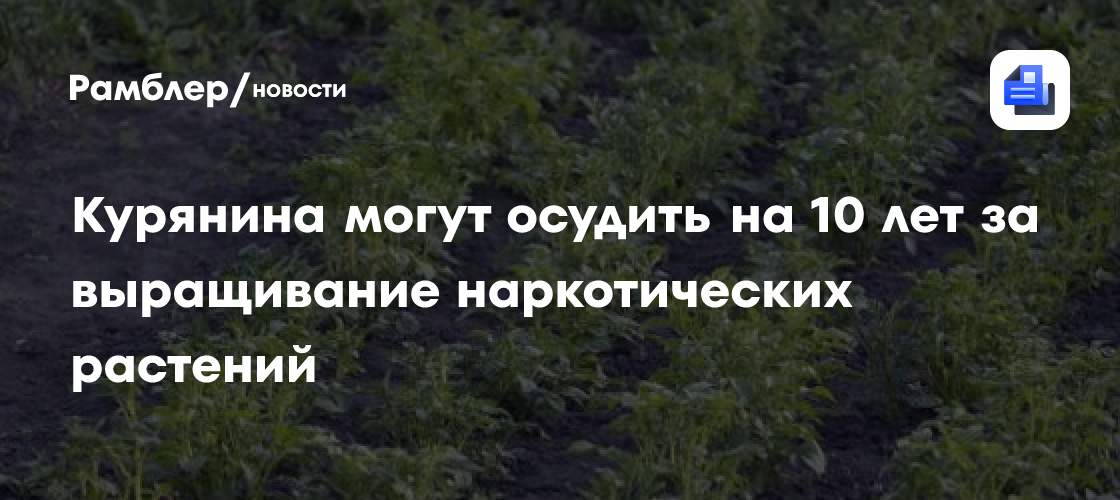 Курянина могут осудить на 10 лет за выращивание наркотических растений