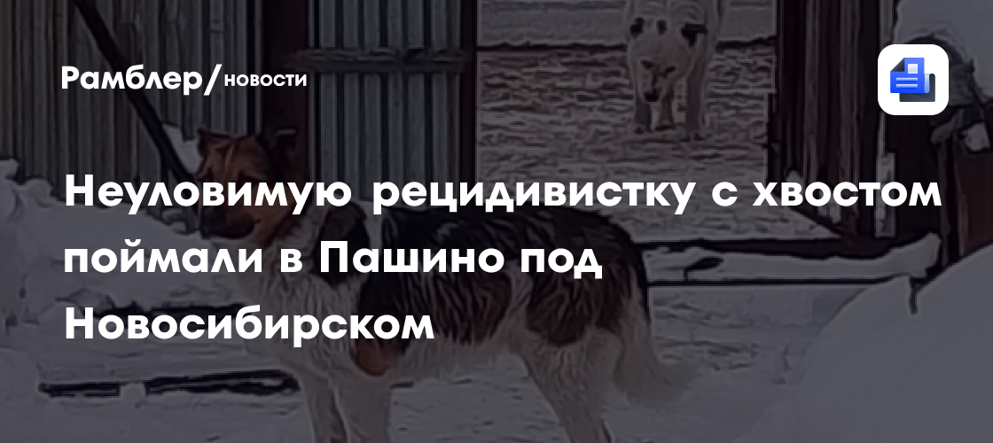 Привилегия плюс новосибирск пашино