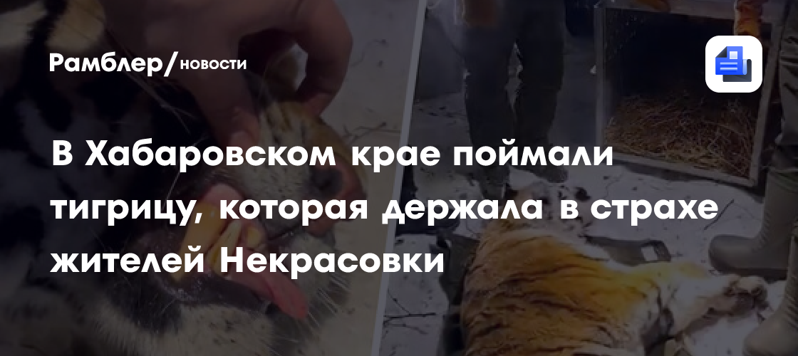 В Хабаровском крае поймали тигрицу, которая держала в страхе жителей Некрасовки