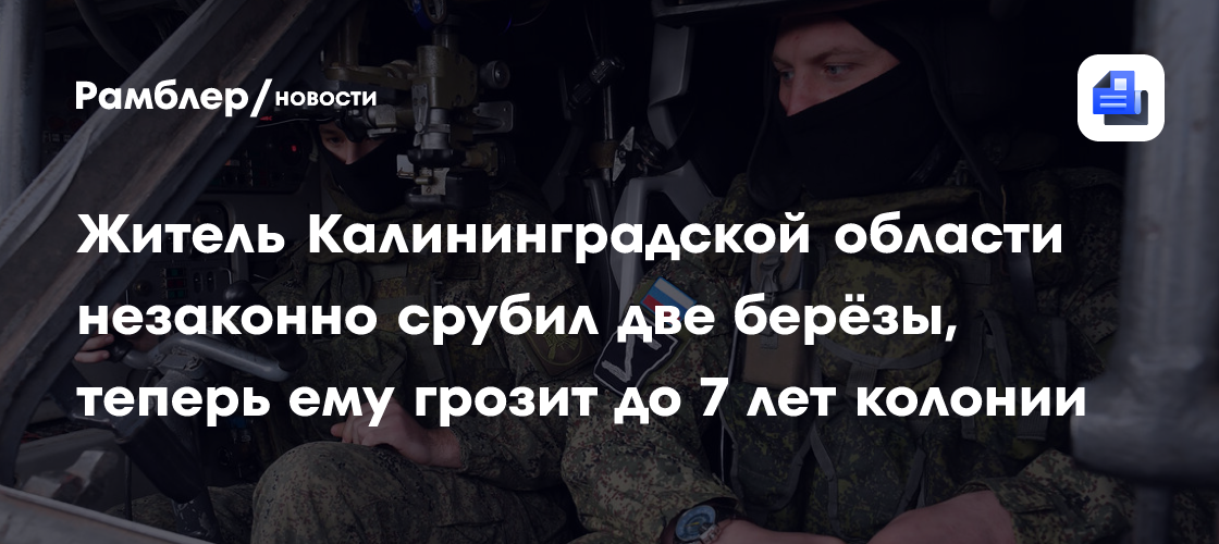 Житель Калининградской области незаконно срубил две берёзы, теперь ему грозит 7 лет колонии