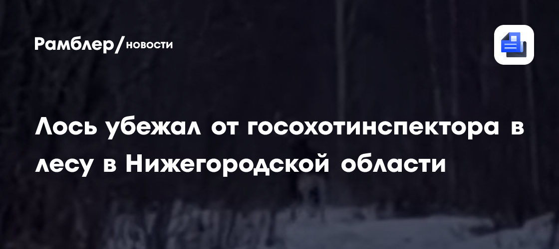 Лось убежал от госохотинспектора в лесу в Нижегородской области