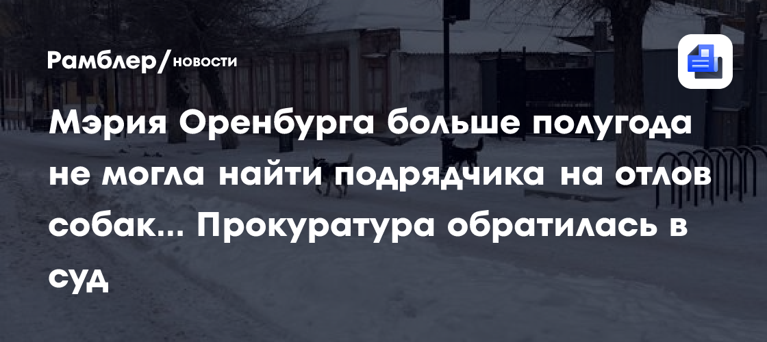 Мэрия Оренбурга больше полугода не могла найти подрядчика на отлов собак… Прокуратура обратилась в суд