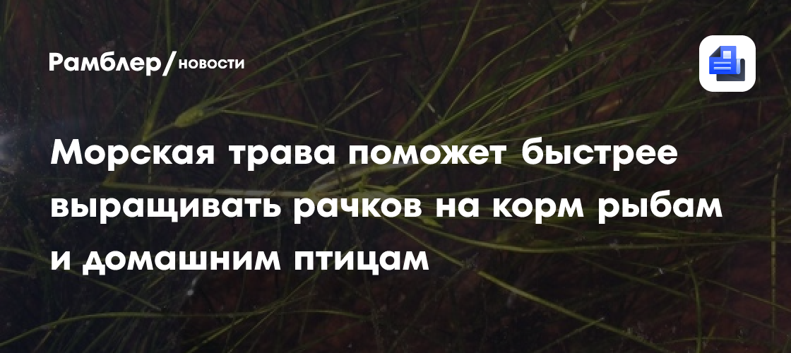 Морская трава поможет быстрее выращивать рачков на корм рыбам и домашним птицам