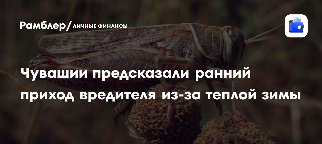 Татарстан вошел в число регионов, где летом 2025 года ожидается нашествие саранчи