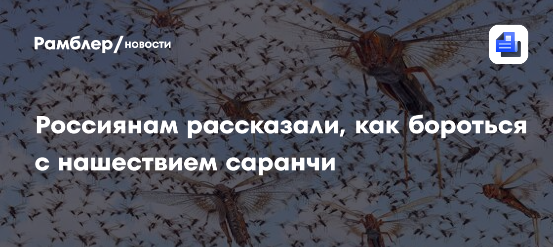 Россиянам рассказали, как бороться с нашествием саранчи