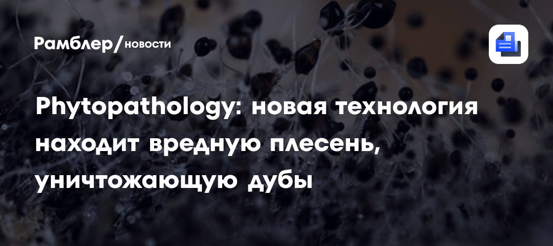 Phytopathology: новая технология находит вредную плесень, уничтожающую дубы