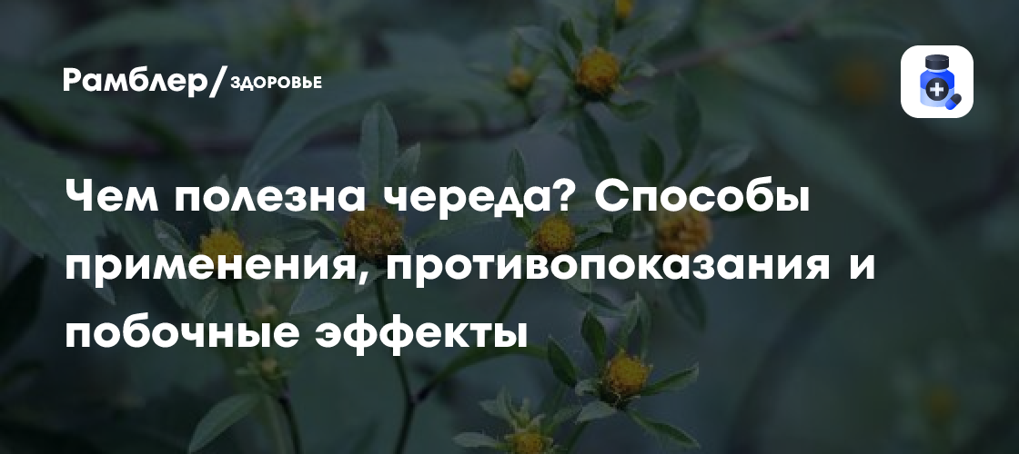 Черная смородина и череда: польза и вред для здоровья, способы применения и противопоказания