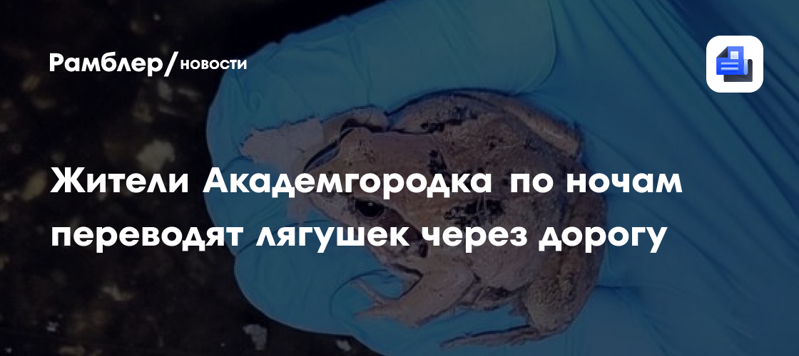 Жители Академгородка по ночам переводят лягушек через дорогу