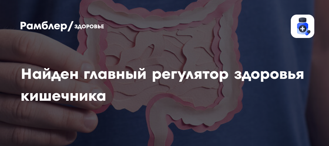 Революция в понимании здоровья кишечника: белок Piezo1 на переднем плане