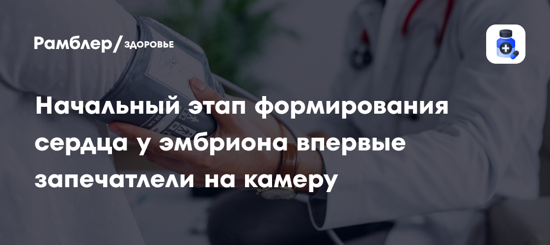 Удивительное начало жизни: ученые впервые засняли формирование сердца эмбриона на камеру