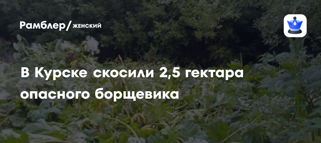 В Курске скосили 2,5 гектара опасного борщевика - Рамблер/женский