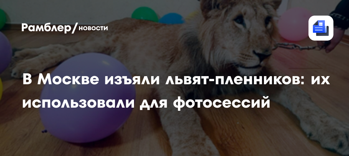 Трагическая судьба львят-моделей: изъятые из нелегальных фотосессий в Москве переданы в зоопарк