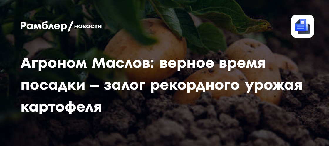 Правильные сроки посадки картофеля для рекордного урожая