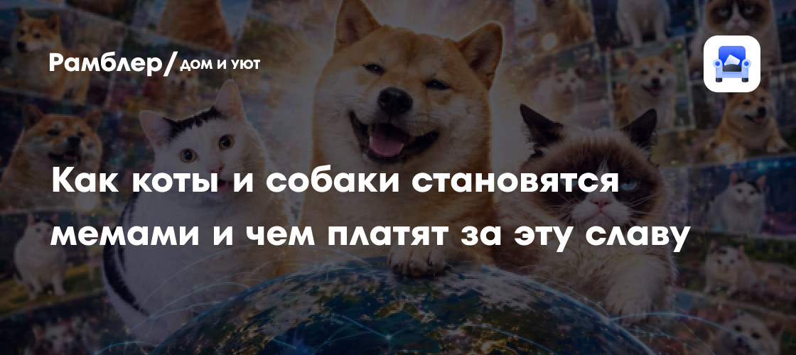 Мемные коты и собаки: как питомцы зарабатывают деньги - развлечения news from Рамблер