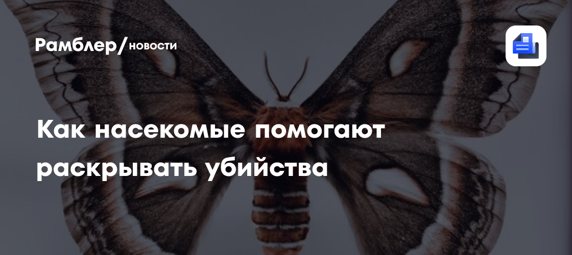 Как насекомые помогают раскрывать убийства