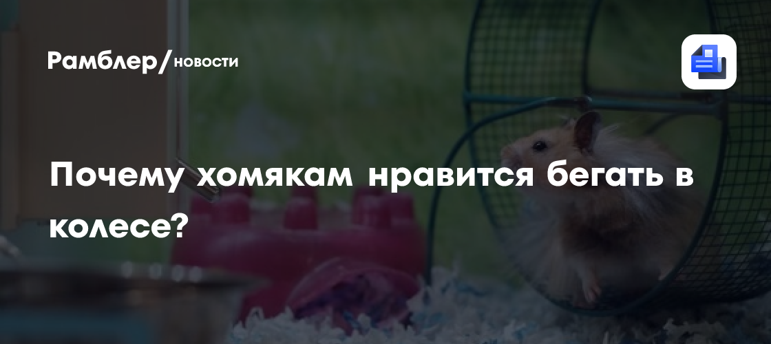 Почему хомякам нравится бегать в колесе?