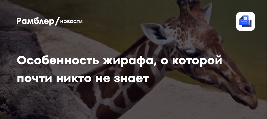 Скрытая особенность жирафа, о которой почти никто не знает