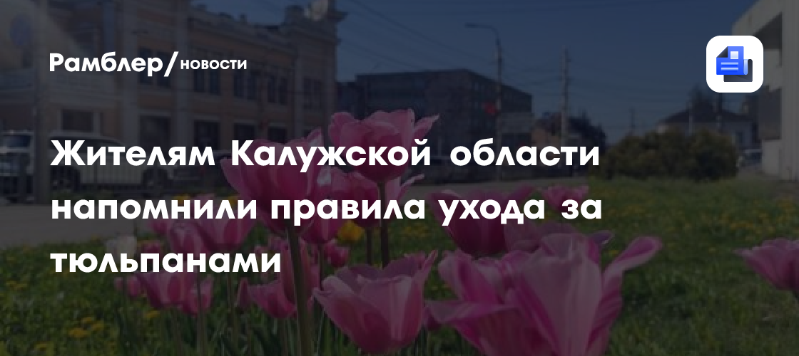 Жителям Калужской области напомнили правила ухода за тюльпанами