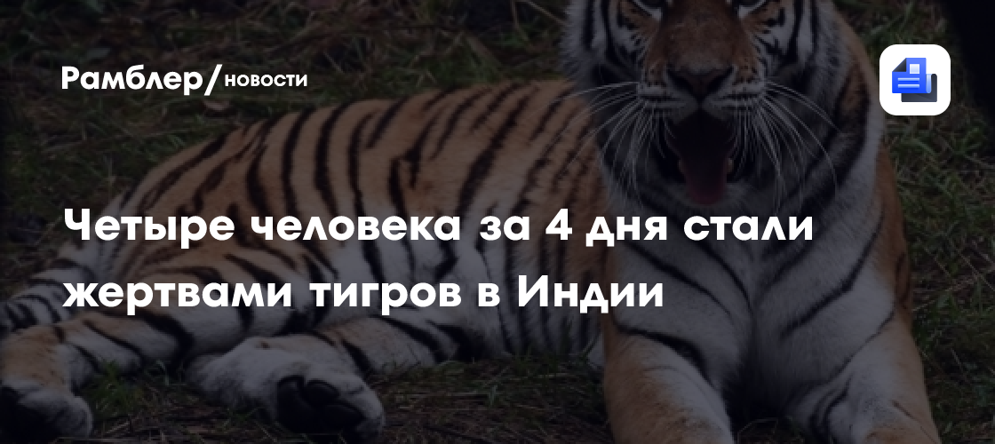 Четыре человека за 4 дня стали жертвами тигров в Индии